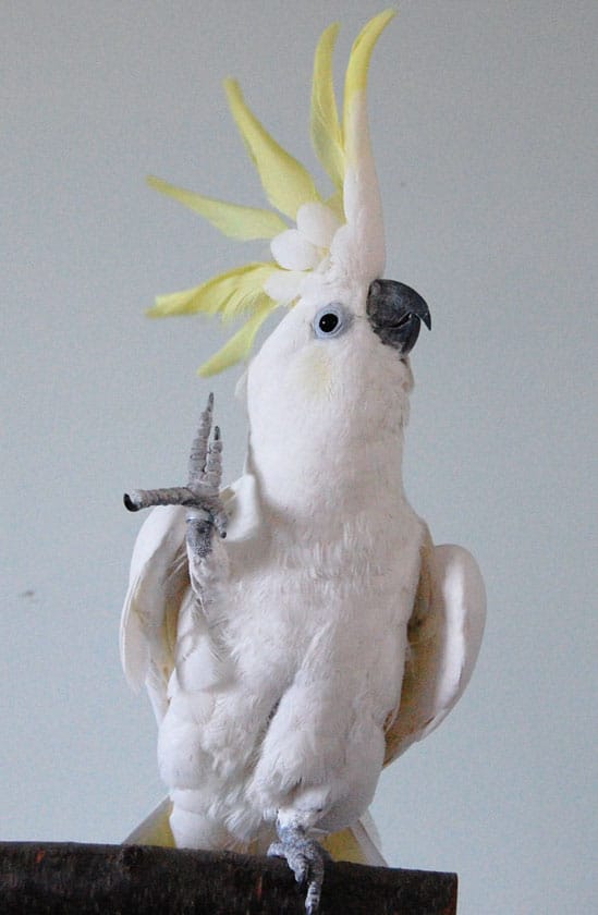 Snowball, la increíble cacatúa que crea su propia coreografía y sorprende a los científicos