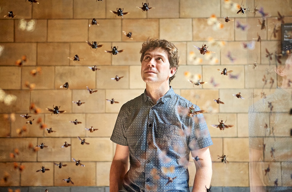 Avispas: las razones por las que debes admirar y no odiar a estos insectos