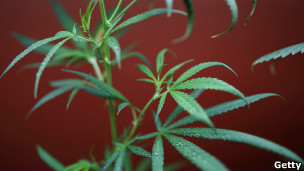 EE.UU. no bloqueará leyes de marihuana en Colorado y Washington