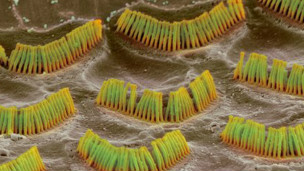 Experimentos con ratones ofrecen esperanzas en tratamiento para la sordera