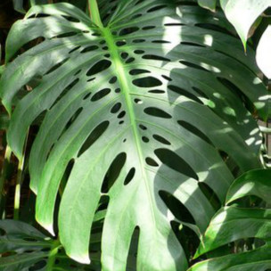 La planta estresada