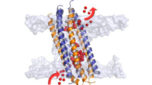Descubren cuál es el secreto del antibiótico natural
