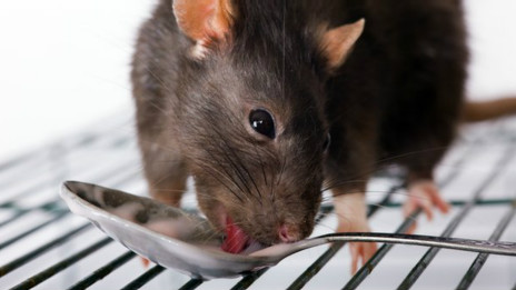 La carne de rata por cordero en China y otros escándalos