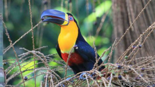 La deforestación que acabó con las semillas grandes en la selva brasileña
