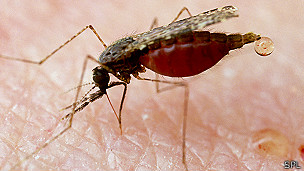 En busca del insecticida perfecto contra la malaria