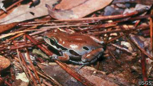 La ruta de escape animal del calentamiento global