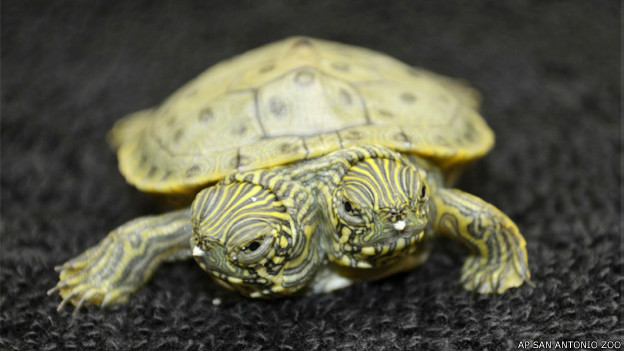 Conozca a Thelma (y Louise), la tortuga de dos cabezas