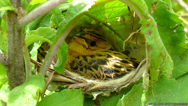 El pájaro que pone huevos impostores en nidos ajenos