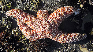 La misteriosa muerte de las estrellas de mar en EE.UU.