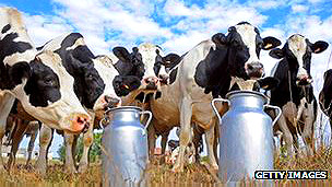 El robot que calma a las vacas lecheras