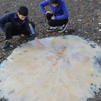Hallan medusa gigante en costas de Australia