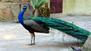 El falso grito sexual del pavo real: un arma de seducción
