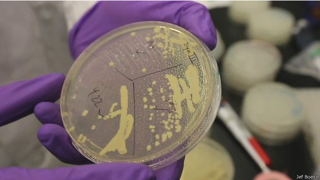 Crean el primer cromosoma sintético de levadura