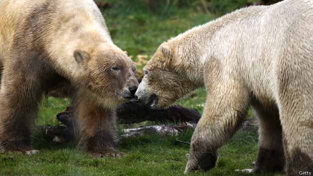 Cómo encontrarle pareja a un oso polar