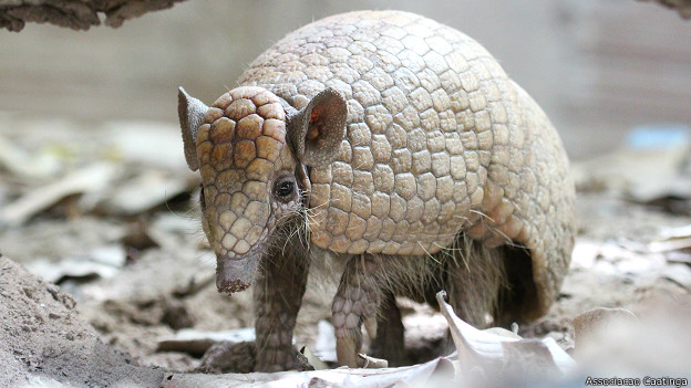 Científicos piden a FIFA que haga más para salvar la mascota del Mundial