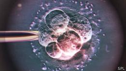 El método casero que puede revolucionar la fertilización in vitro