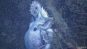 Determinan que el pulpo de aguas profundas es el animal que incuba sus huevos por más tiempo