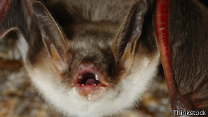 El murciélago dorado boliviano, flamante nueva especie