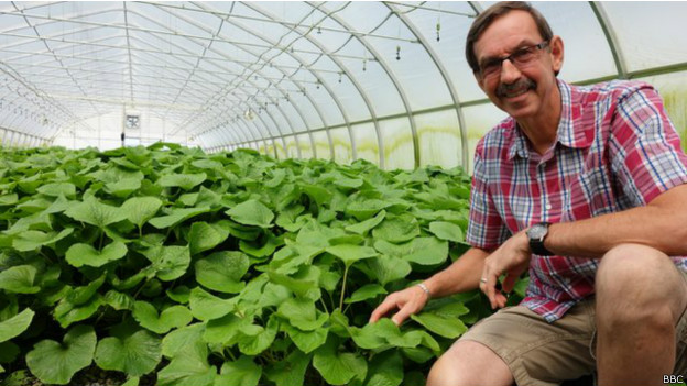 Wasabi: ¿por qué Estados Unidos invierte en la planta más difícil de cultivar del mundo?