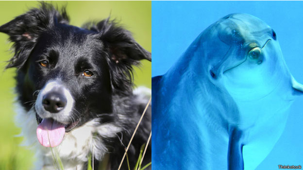 ¿Quiénes son más inteligentes, los perros o los delfines?