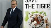 China cerca de encontrar a tigre liberado por Putin