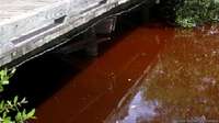La peligrosa marea roja que amenaza las costas de Florida