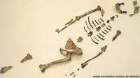 Lucy, el fósil que reescribió la historia de la evolución humana