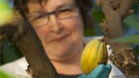 El centro de cuarentena del cacao que puede salvar el futuro del chocolate