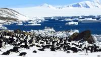 Los pingüinos solo pueden degustar los sabores ácidos y salados de la comida