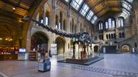 ¿Quién ganaría la batalla entre un diplodocus y una ballena azul?