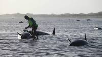 Nueva Zelanda: en peligro de muerte 198 ballenas varadas