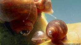 Investigan caracoles por satélite para prevenir enfermedad parasitaria