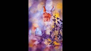 La colorida belleza de los jardines