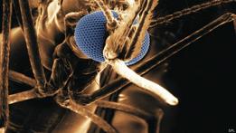 Advierten que malaria resistente a tratamientos "amenaza" la salud mundial