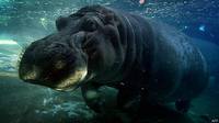 Fósil de dentadura hallada en Kenia revela datos sobre origen del hipopótamo