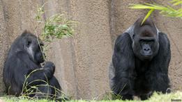 Gorilas en Camerún son fuente de nuevas cepas de sida