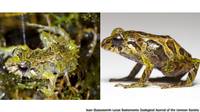 La asombrosa transformación de esta rana milimétrica de Ecuador