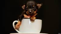 Por qué cuesta tanto resistirse a los ojos de un cachorro