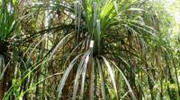 La planta que crece donde hay diamantes