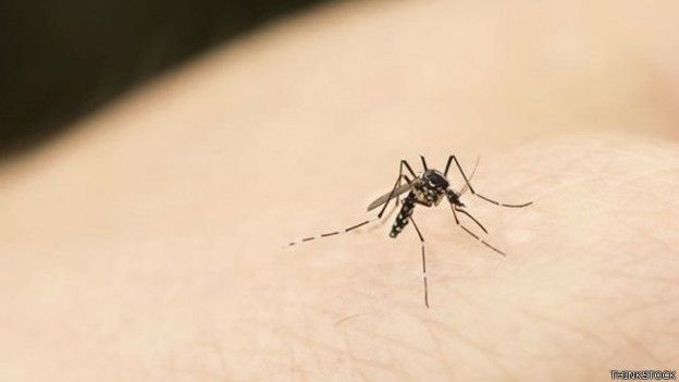 Cómo identifican a sus víctimas los mosquitos