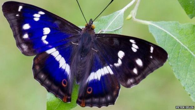 La sorprendente y efímera mariposa púrpura que come carne