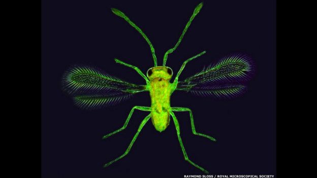 El mundo en miniatura: bajo el lente de un microscopio