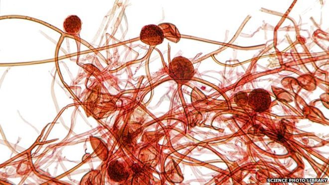 El polvo de nuestras casas contiene un promedio de 9.000 especies de microbios
