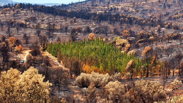 Resuelven el enigma de los cipreses que resisten incendios