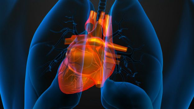 Por qué en la mayoría de los adultos el corazón es más viejo que el resto del cuerpo