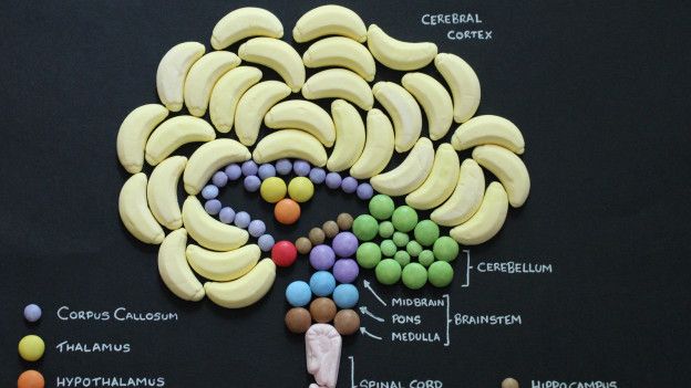 Anatomía de golosinas, el peculiar proyecto de un estudiante de medicina