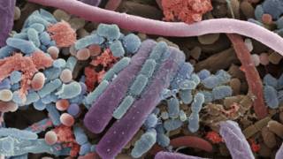 Impresionantes imágenes de los microbios que nos rodean