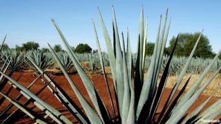 Cómo el agave del tequila mexicano puede tener la clave contra la osteoporosis