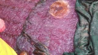 El extraño moco rosa que invadió un fiordo en Noruega