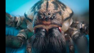 Fascinantes primeros planos de los bichos que quizá merodean por tu casa